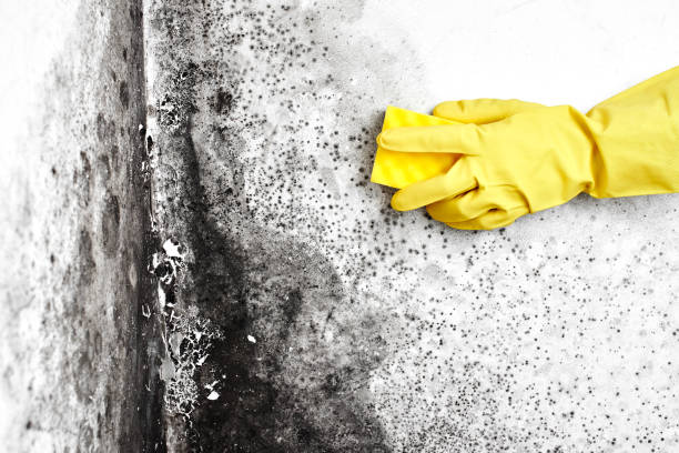 Best Crawl Space Mold Removal  in Norwood, NC