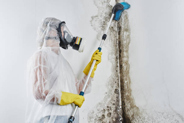 Best Black Mold Removal  in Norwood, NC