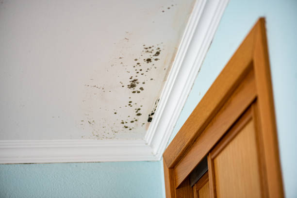 Best Commercial Mold Removal  in Norwood, NC