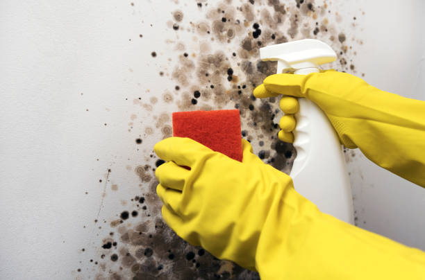 Home Mold Removal in Norwood, NC