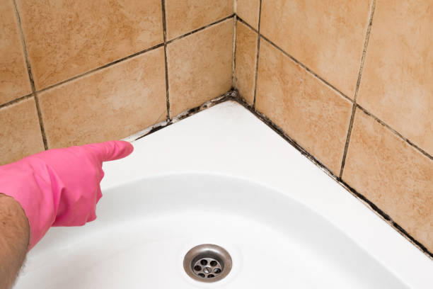  Norwood, NC Mold Removal Pros